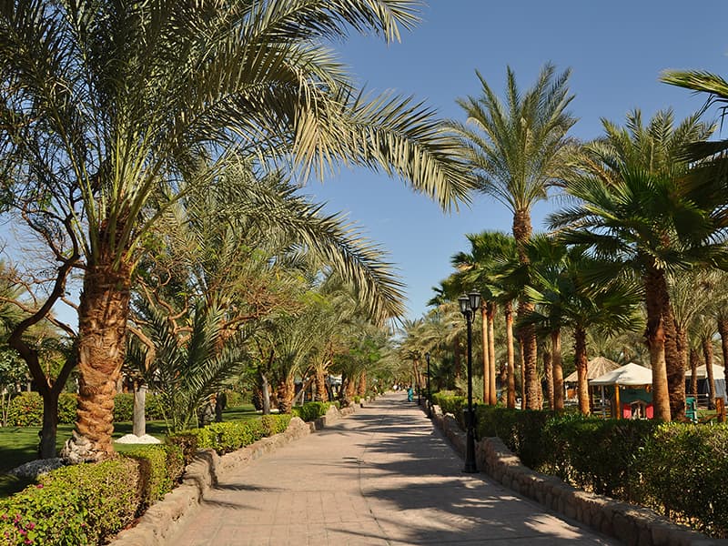 PARAISOS DEL MAR ROJO