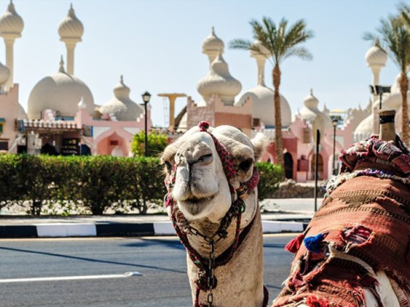 PARAISOS DEL MAR ROJO