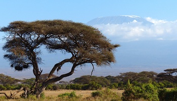 Restaurantes de Kenia Dónde comer en Kenia