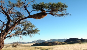 Restaurantes de Namibia Dónde comer en Namibia