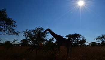 Restaurantes de Zimbabue Dónde comer en Zimbabue