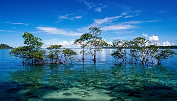 Restaurantes de Aruba Dónde comer en Aruba