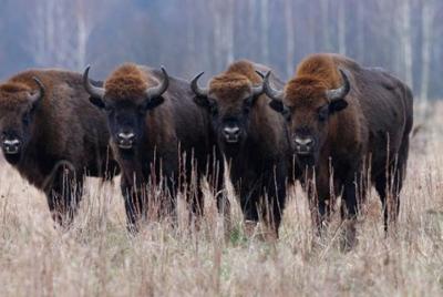 Reserva Bufallo, Cascadas de Urlatoarea, Iglesia Fortificada Prej