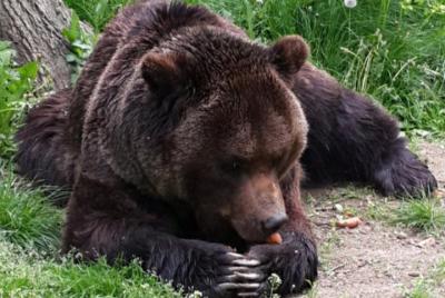 Excursión privada desde Brasov al santuario de osos, la fortaleza