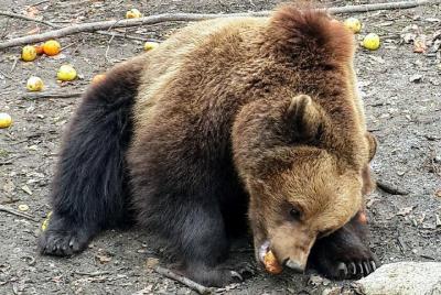 Santuario del oso pardo Libearty, fortaleza de Rasnov, excursión 