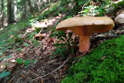 Búsqueda de comida en la naturaleza - excursión de un día desde B