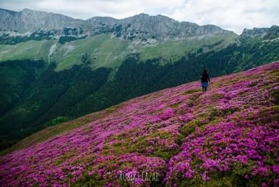 Rododendro contemplando los Cárpatos - caminata de un día desde B