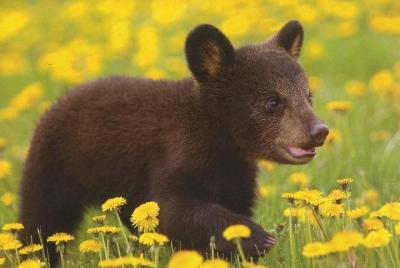 Excursión de un día al santuario del oso y la fortaleza de Rasnov