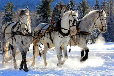Tour privado de medio día por los suburbios reales de San Petersb
