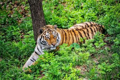 Lugares turísticos en Vladivostok Cosas que hacer en Vladivostok 162883