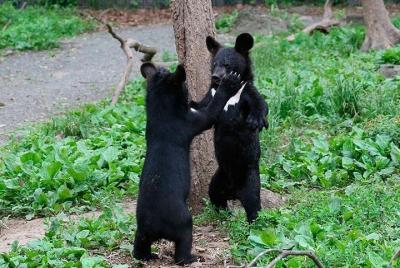 Safari park: ¡la mejor forma de ver TIGRES!