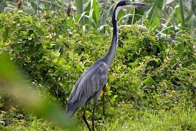 4 horas de observación de aves en el monte Nyiragongo