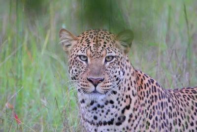 Parque Nacional Akagera de día completo