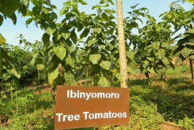 Experiencia de agricultura comunitaria en la ciudad de Kigali