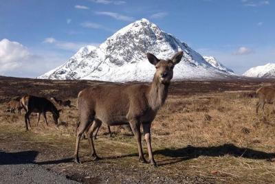 Excursión por Glencoe, el lago Ness y las Tierras Altas desde Edi