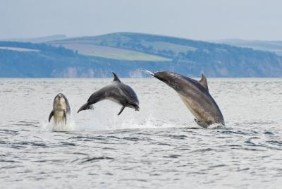 Lo más destacado de su viaje a Invergordon: avistamiento de delfines en Moray Firth Lo más destacado de su viaje a Invergordon: avistamiento de delfines en Moray Firth