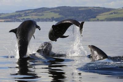 Lo mejor de la excursión de un día en grupo pequeño a Black Isle 