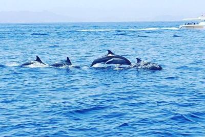 Avistamiento de delfines