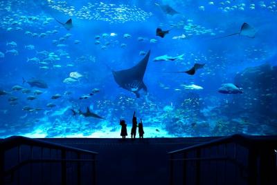 MAR. Boleto de entrada al acuario MAR. Boleto de entrada al acuario