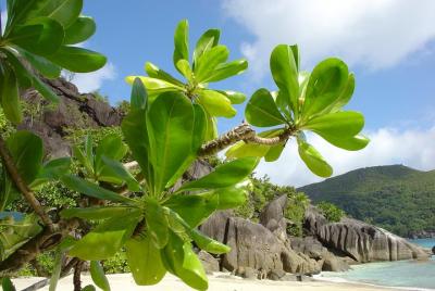 Traslado privado desde el aeropuerto internacional de Seychelles (SEZ) a Anse Forban, Takamaka, Baie Lazare o Anse La Mouche Traslado privado desde el aeropuerto internacional de Seychelles (SEZ) a Anse Forban, Takamaka, Baie Lazare o Anse La Mouche