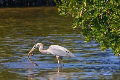 Santuario de Muthurajawela Observación de aves y paseo en bote po Santuario de Muthurajawela Observación de aves y paseo en bote po
