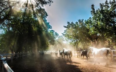 Studica Lipica con espectáculo Lipizzaner de Koper
