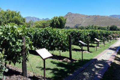 Breve recorrido privado por el vino