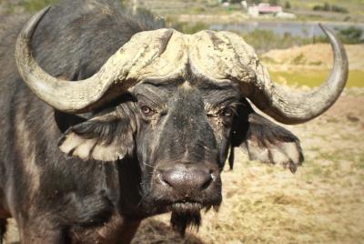 Safari Fairy Glen Game Reserve