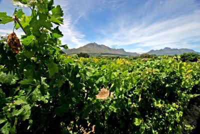 Excursión de día completo a Cape Winelands