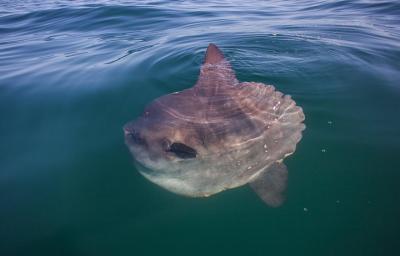 Paddle de Chapman's Peak - Hout Bay