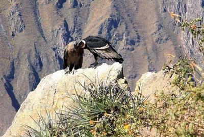 Excursión Al Cañón Del Colca 1 Día