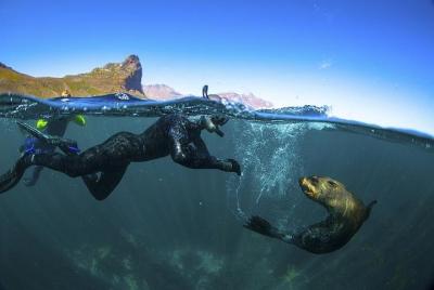 Snorkel V&A Waterfront Seal