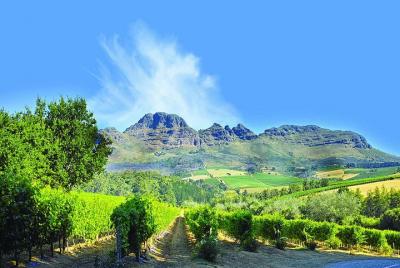 Excursión de medio día a Stellenbosch Winelands desde Ciudad del 