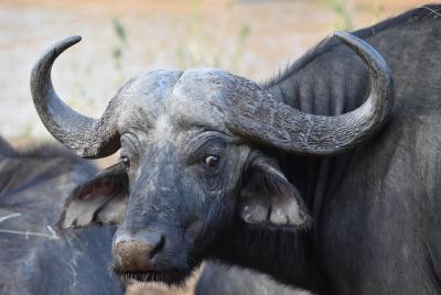 Tour de 4 noches de cultura zulú, campos de batalla y vida silves