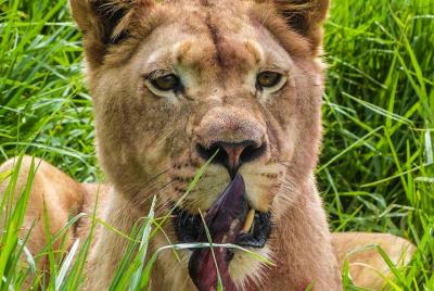 2 horas de juego en el parque Mpongo