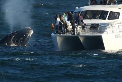 Avistamiento de ballenas en barco desde Hermanus