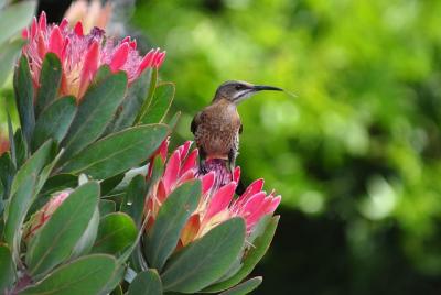 Fernkloof Caminata guiada de medio día