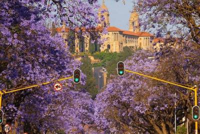 Tour de la ciudad de Jacaranda (medio día)