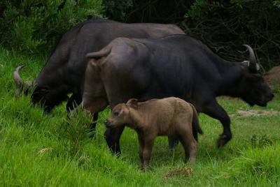 Game Drive Private Game Reserve