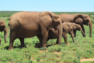 Safari en el Parque Nacional Addo Elephant Tour guiado al Parque 