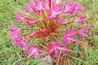 Excursiones a la playa. Dia de golf