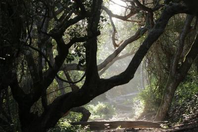 Woody Cape Dune Fields y Canopy Forest Walk - HD08