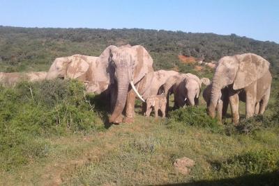 Unidades del juego Addo Elephant National Park