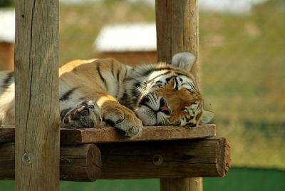 Tour guiado por Rhino y Lion Park desde Pretoria, JUEVES Y DOMING