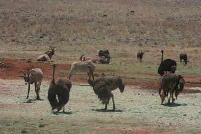 Visita guiada al parque de rinocerontes y leones desde Johannesbu Visita guiada al parque de rinocerontes y leones desde Johannesbu