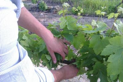 Winemakers Way - ¡Tour privado con un enólogo calificado!