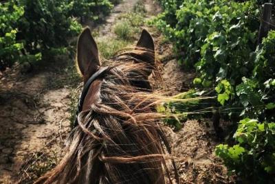 Paseo en viñedo por 2 horas