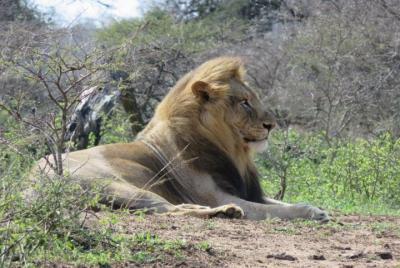 Full-Day Hluhluwe Imfolozi Park Big Five Drive