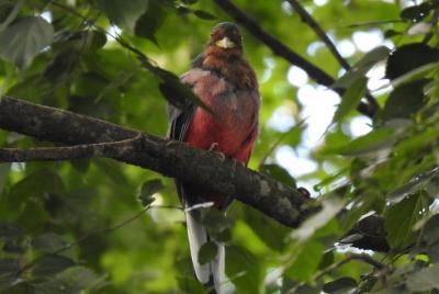 Paseos Guiados por Aves