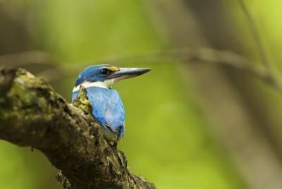 Humedales de Junam y Tour al Templo de Haeinsa